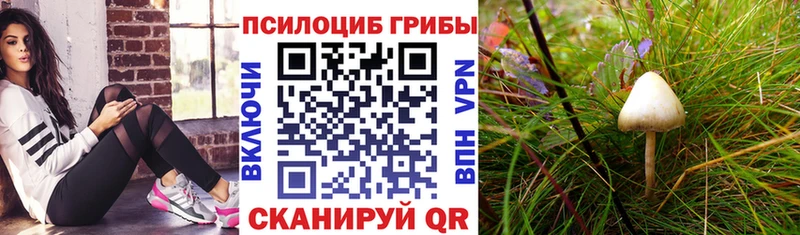 Псилоцибиновые грибы Psilocybine cubensis  Купить где  Севск 